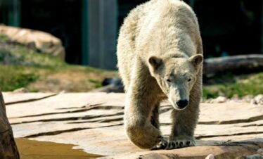 Detroit Zoo