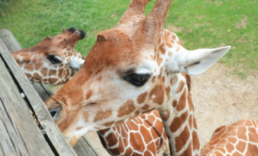 Wild Wonders: Binder Park Zoo & The Alligator Sanctuary